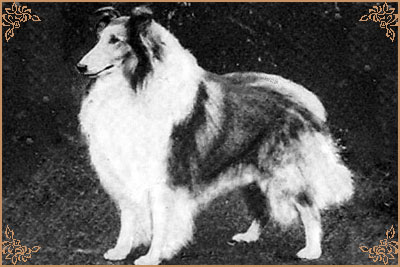 Ugony`s Golden Son O`Lad of Riffelsee