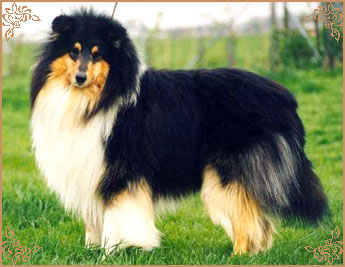 Valinor Black Legend