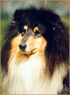 Valinor Black Legend