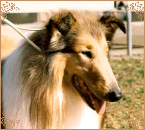 Valworrom Golden Spell