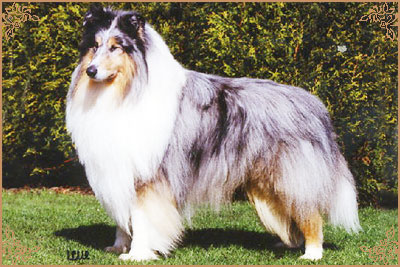 Wendardebs Bloo Swiz of Abbestone Wendardebs Bloo Swiz of Abbestone, Crufts Winners