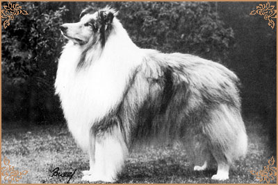 Wendardebs Bloo Swiz of Abbestone, Crufts Winners