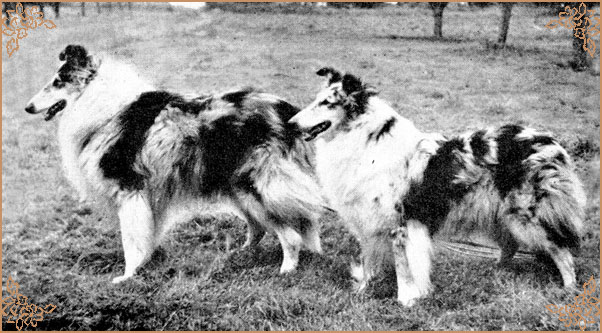 Westcarrs Blue Minoru