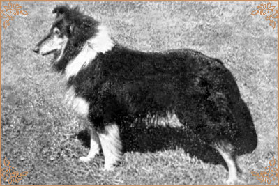Westcarrs Black Bisley