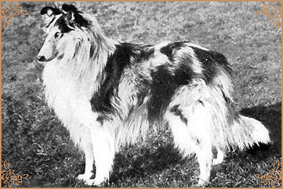 Westcarrs Blue Minoru