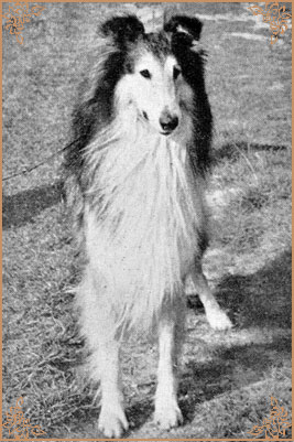 Westcarrs Whistler, Crufts Winners