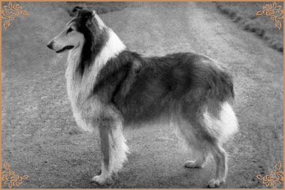 Westcarrs Whistler Westcarrs Whistler, Crufts Winners