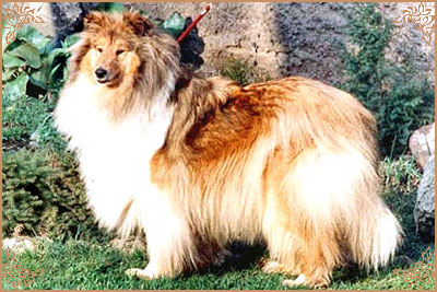 Westoak Felicity