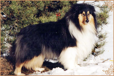 Westoak Firewalker