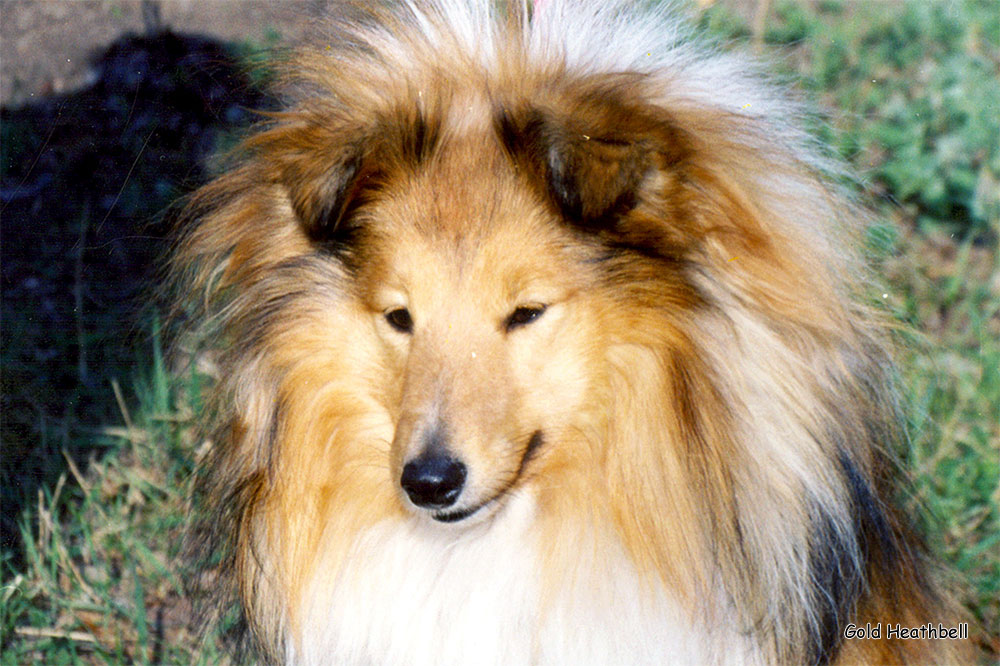 Cheryldene Cerenova