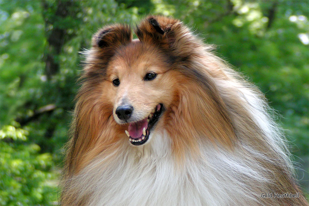 Cheryldene Cerenova