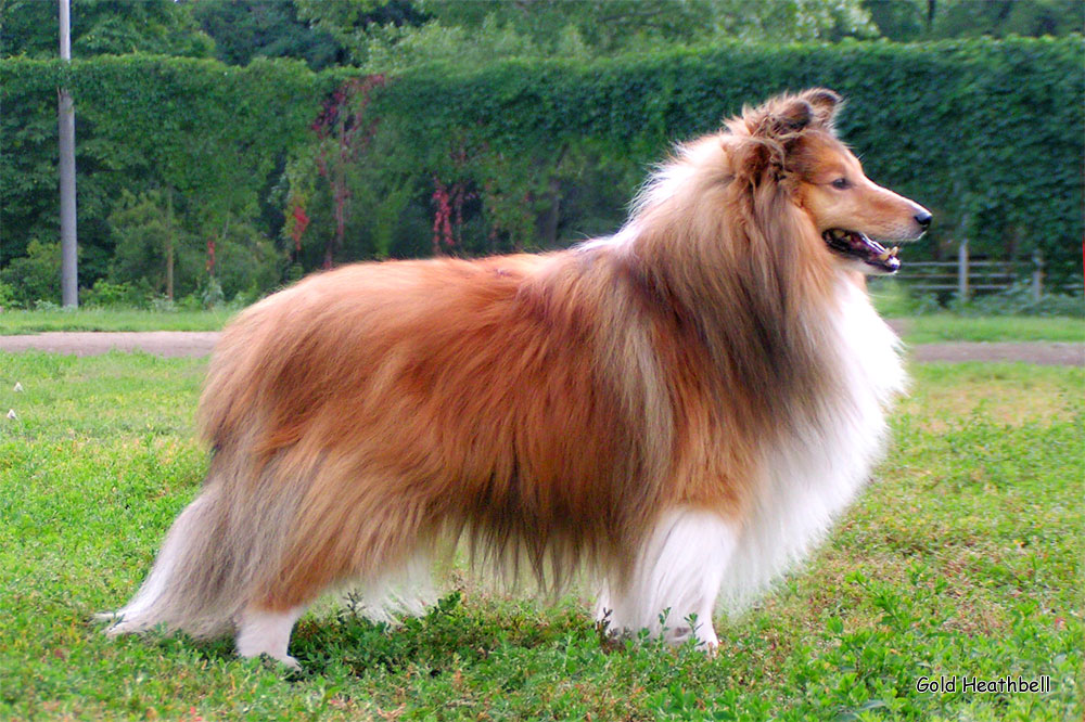 Cheryldene Cerenova