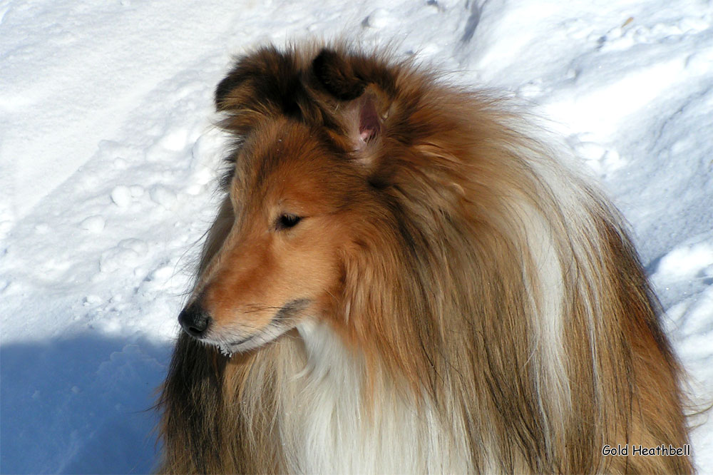 Cheryldene Cerenova
