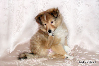 Стиль Айкемуно Вери Свит фо Хизбелл питомник шелти, Саратов, Stail Aikemuno Very Sweet for Heathbell