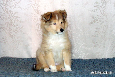 Стиль Айкемуно Вери Свит фо Хизбелл питомник шелти, Саратов, Stail Aikemuno Very Sweet for Heathbell
