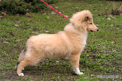 Стиль Айкемуно Вери Свит фо Хизбелл питомник шелти, Саратов, Stail Aikemuno Very Sweet for Heathbell