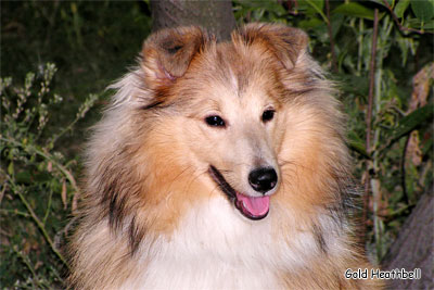 Стиль Айкемуно Вери Свит фо Хизбелл питомник шелти, Саратов, Stail Aikemuno Very Sweet for Heathbell