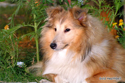 Стиль Айкемуно Вери Свит фо Хизбелл питомник шелти, Саратов, Stail Aikemuno Very Sweet for Heathbell