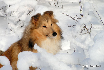 питомник шелти, Саратов, Stail Aikemuno Very Sweet for Heathbell