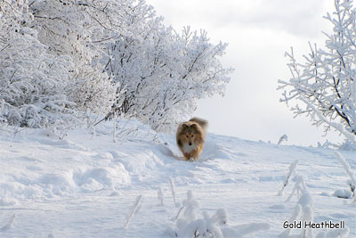 питомник шелти, Саратов, Stail Aikemuno Very Sweet for Heathbell