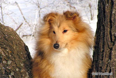 Стиль Айкемуно Вери Свит фо Хизбелл питомник шелти, Саратов, Stail Aikemuno Very Sweet for Heathbell