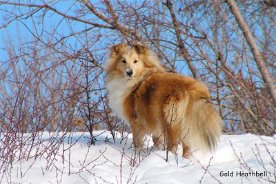 питомник шелти, Саратов, Stail Aikemuno Very Sweet for Heathbell