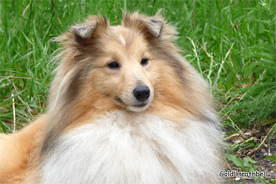 Стиль Айкемуно Вери Свит фо Хизбелл питомник шелти, Саратов, Stail Aikemuno Very Sweet for Heathbell