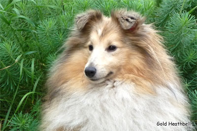 Стиль Айкемуно Вери Свит фо Хизбелл питомник шелти, Саратов, Stail Aikemuno Very Sweet for Heathbell