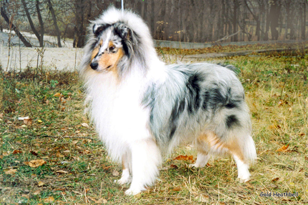 Wicani Dance Thru The Mist