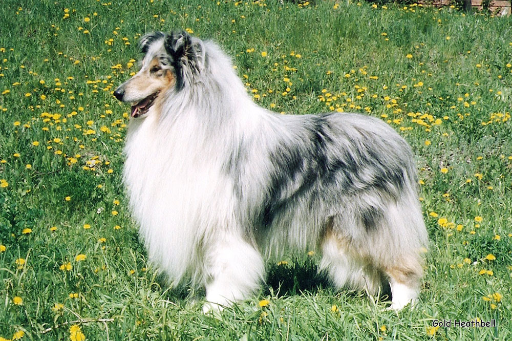 Wicani Dance Thru The Mist