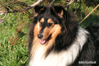 Ekspo-Margaret`s Cherokki питомник колли, Саратов, Ekspo-Margaret`s Cherokki