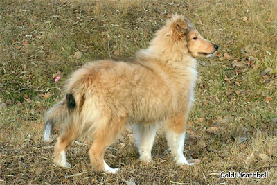 питомник шелти, Саратов, Gold Heathbell Born To Be Happy