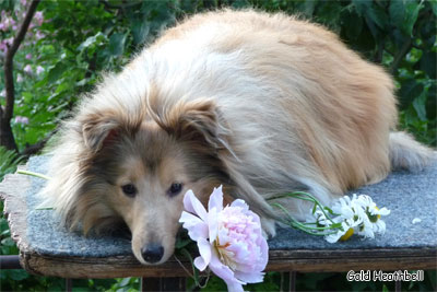 питомник шелти, Саратов, Gold Heathbell Born To Be Happy