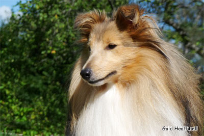 питомник шелти, Саратов, Gold Heathbell Born To Be Happy