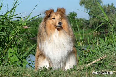 питомник шелти, Саратов, Gold Heathbell Born To Be Happy