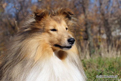 питомник шелти, Саратов, Gold Heathbell Born To Be Happy