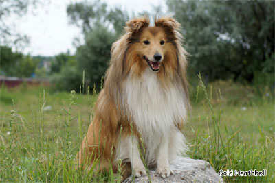 питомник шелти, Саратов, Gold Heathbell Born To Be Happy