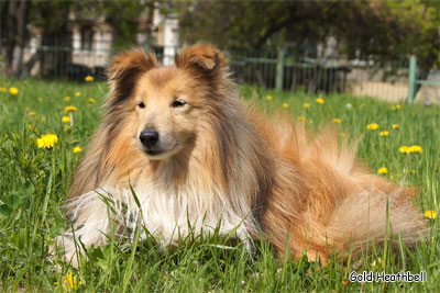 питомник шелти, Саратов, Gold Heathbell Born To Be Happy