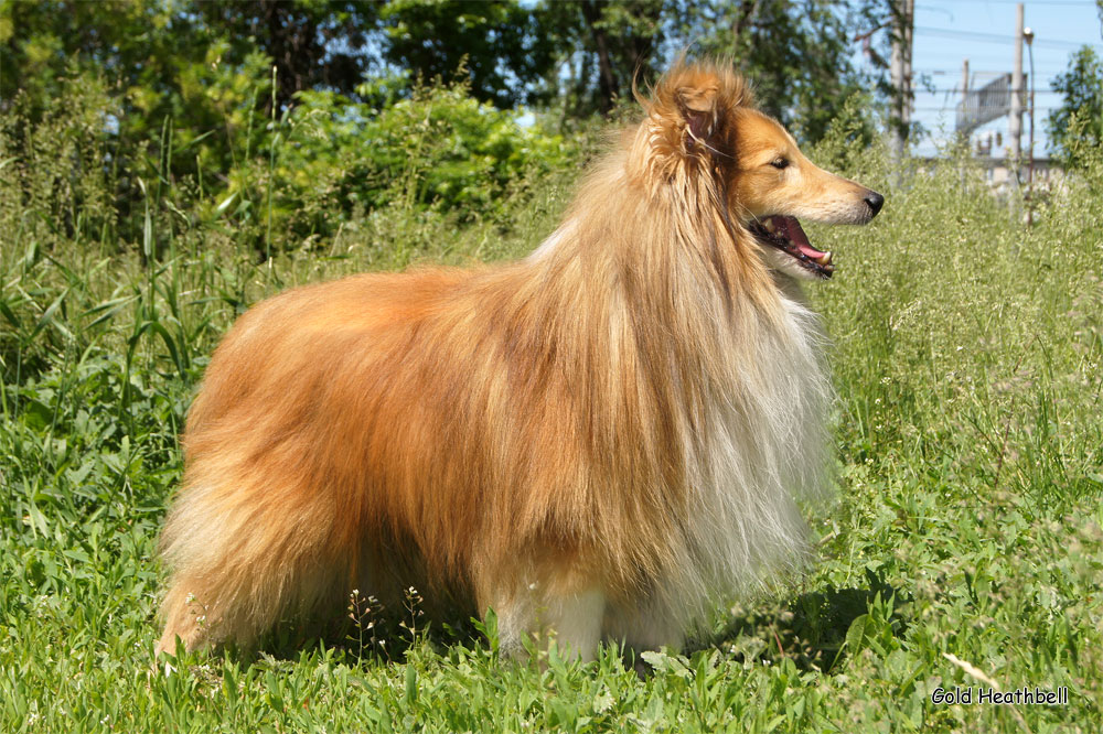 Gold Heathbell Born To Be Happy