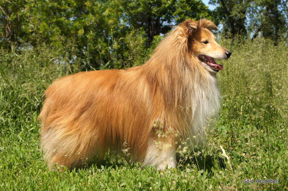 Gold Heathbell Born To Be Happy