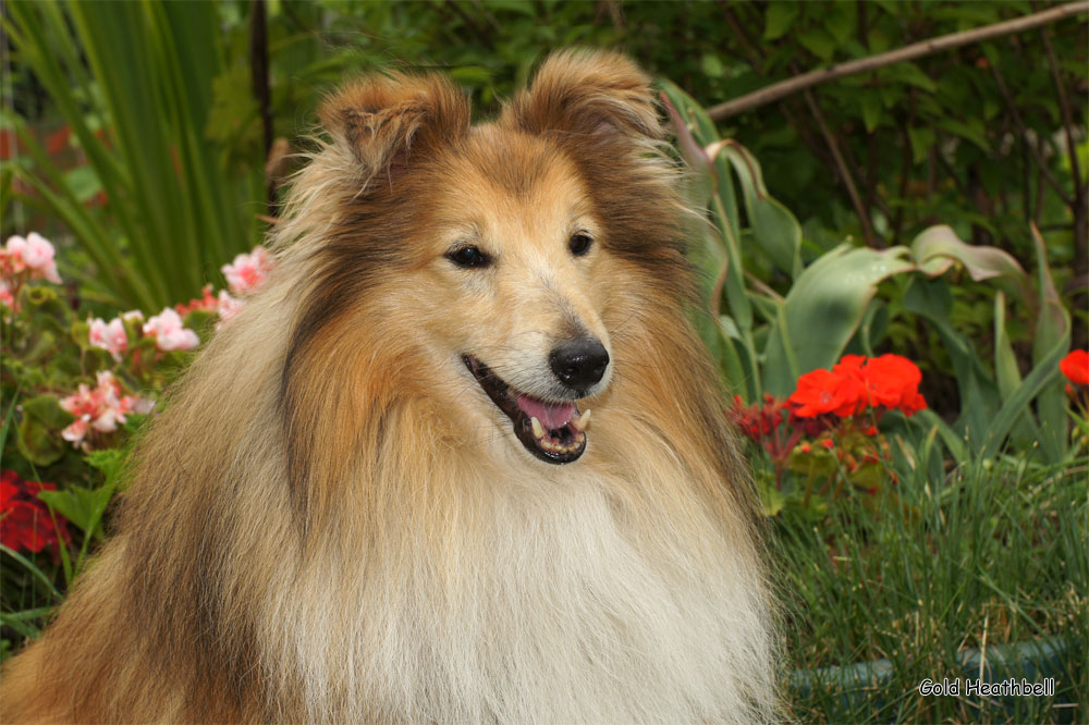 Gold Heathbell Born To Be Happy