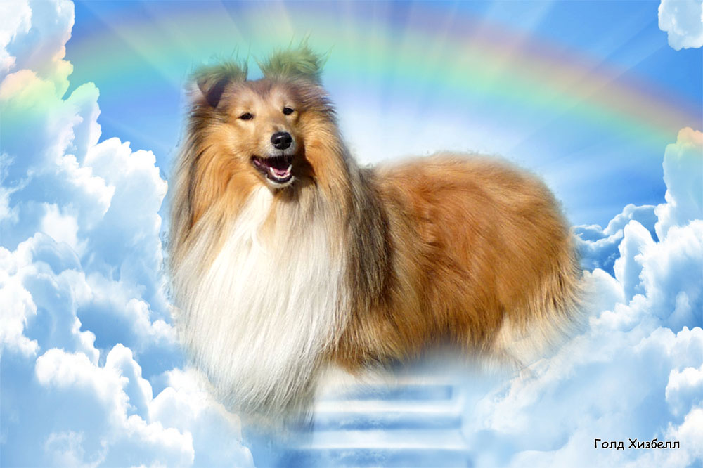 Gold Heathbell Born To Be Happy Gold Heathbell Born To Be Happy