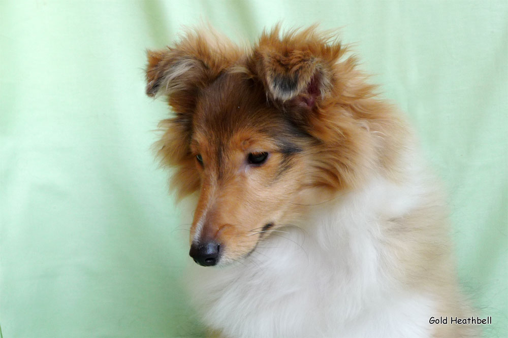Cheryldene Cerenovka