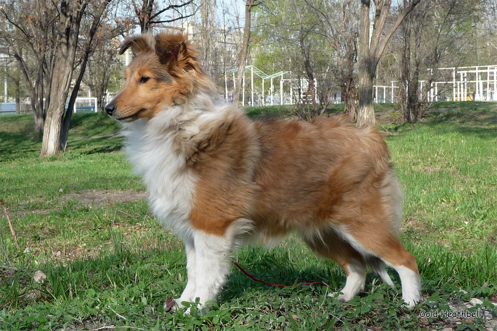 Cheryldene Cerenovka