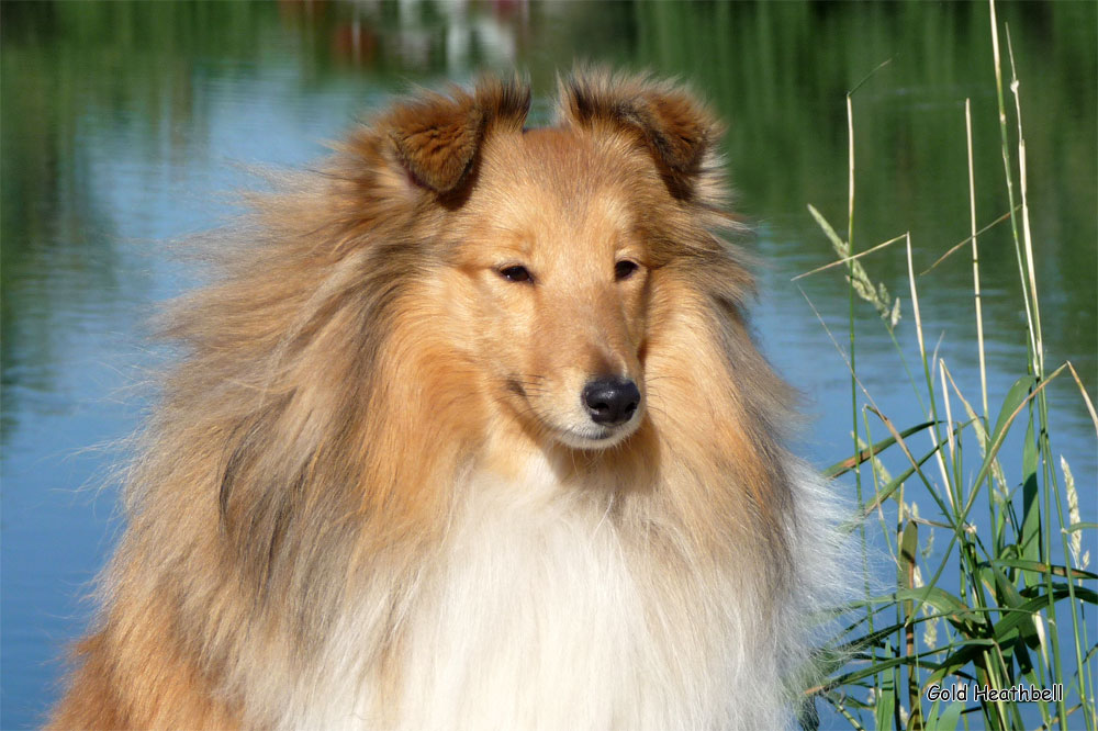 Cheryldene Cerenor