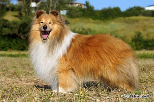Черилдин Церенор Cheryldene Cerenor, Черилдин Церенор