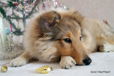Голд Хизбелл Би Май Чоколэйт Пэшен питомник шелти, Саратов, Gold Heathbell Be My Chocolate Passion