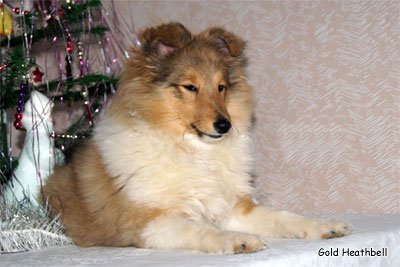 Голд Хизбелл Би Май Чоколэйт Пэшен питомник шелти, Саратов, Gold Heathbell Be My Chocolate Passion