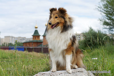 питомник шелти, Саратов, Gold Heathbell Be My Chocolate Passion