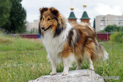 Голд Хизбелл Би Май Чоколэйт Пэшен питомник шелти, Саратов, Gold Heathbell Be My Chocolate Passion